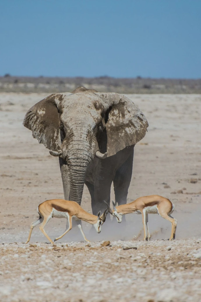 gray elephant near two deers